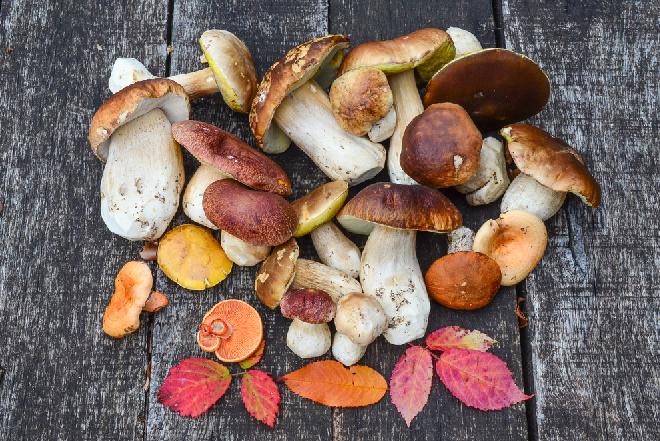 Jak przygotować grzyby do suszenia? PORADNIK KROK PO KROKU
